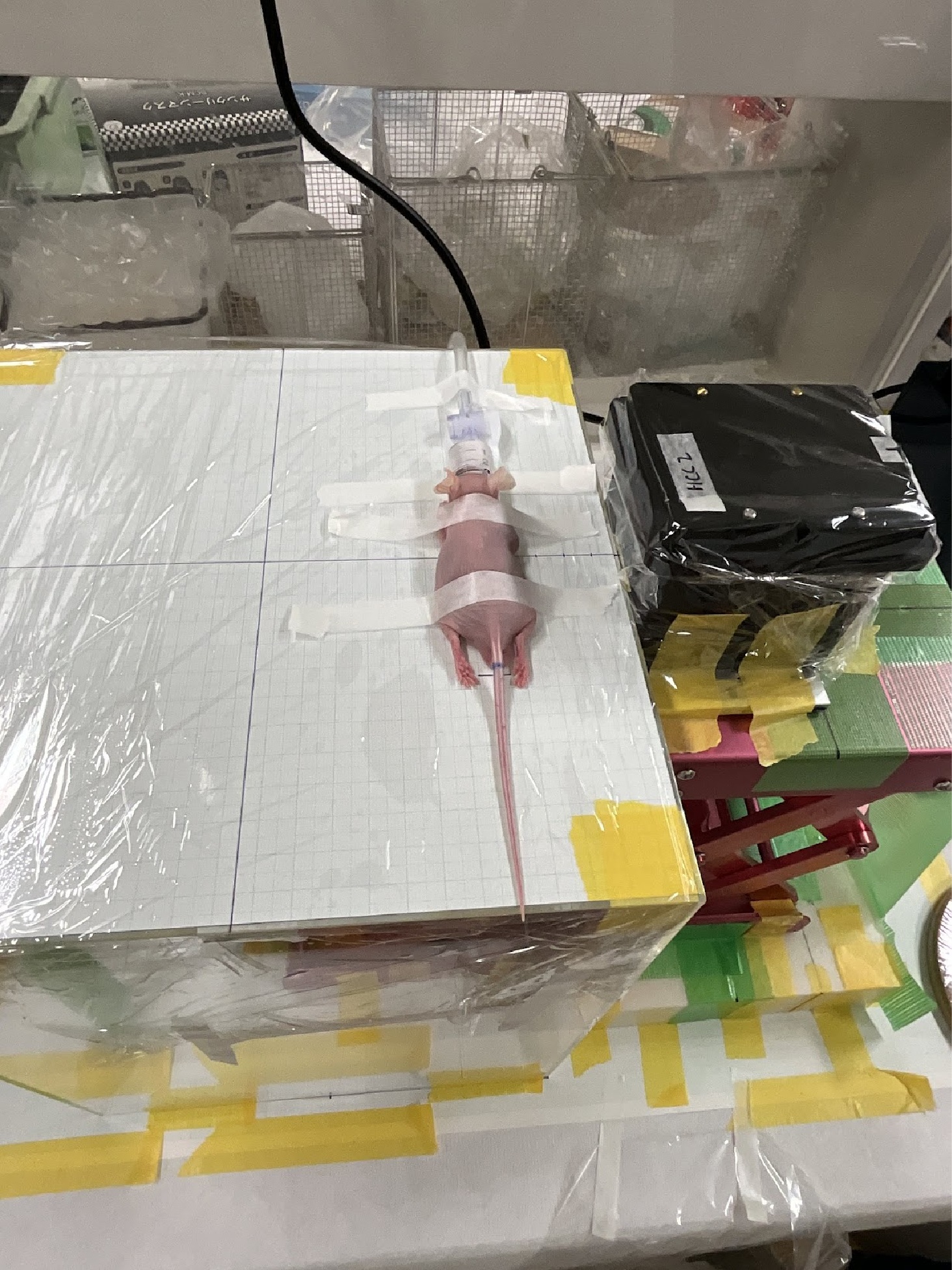 麻酔下のマウスを方眼シート上に固定し、隣に検出器モジュールを配置した前臨床イメージングのセットアップ